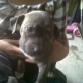 killer de 1 mes black nose apbt